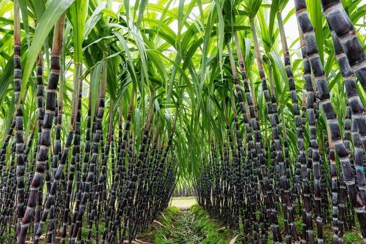 Pemerintah Dorong Swasembada Gula Lewat Target Produksi 2,59 Juta Ton Target produksi gula konsumsi nasional 2025