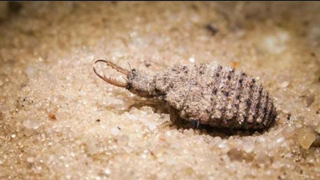 Ilustrasi undur-undur yang menjadi obat alternatif untuk diabetes (.inet)