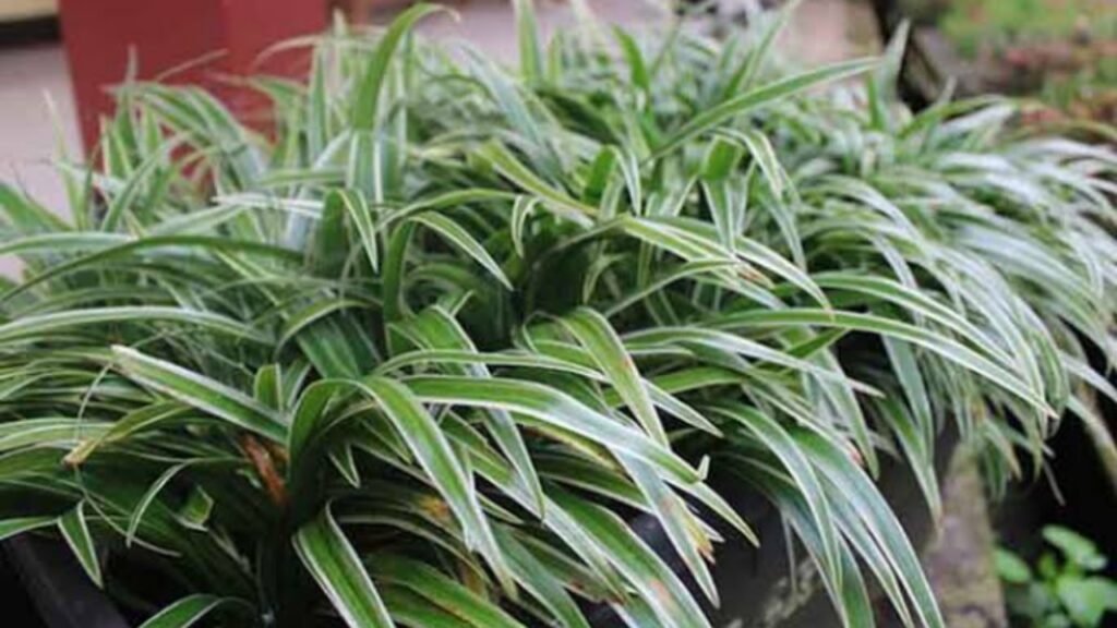 Ilustrasi tamanan lili paris yang bawa energi positif menurut prinsip feng shui (.inet)