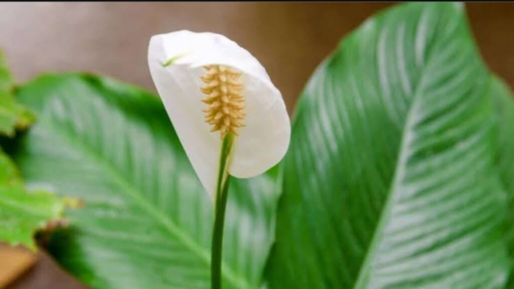 Peace Lily Gagal Berbunga? Ini 5 Masalah Umum dan Solusinya Ilustrasi mengapa tanaman peace lily sulit berbunga (.inet)