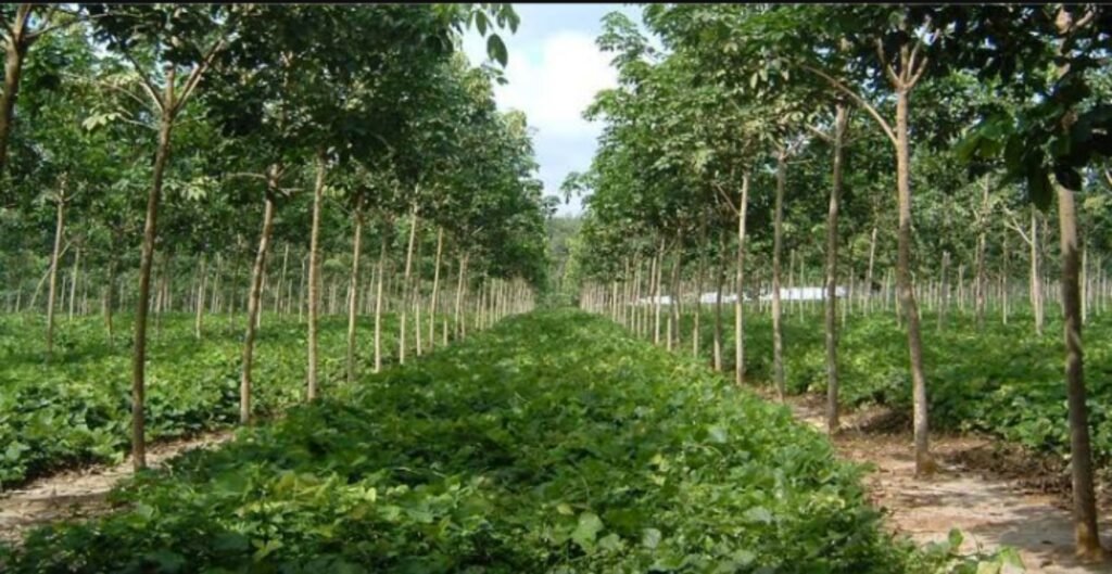 Agroforestri Efektif Lindungi Ekosistem Kunci Indonesia Ilustrasi agroforestri yang cocok untuk hutan tropis di Indonesia (.inet)