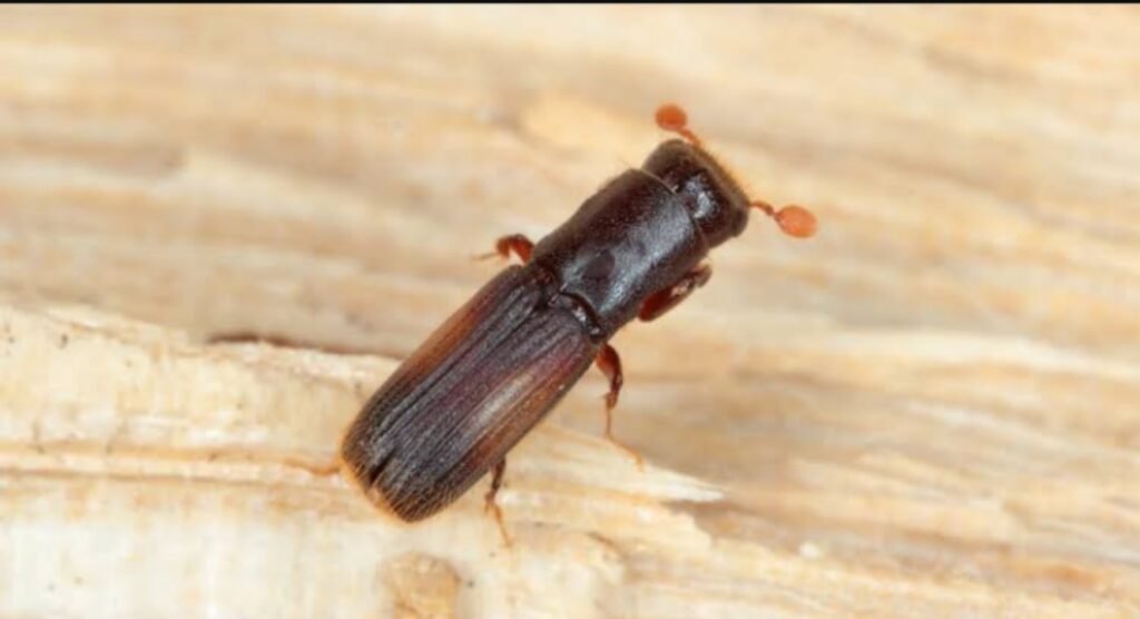 Ilustrasi kumang bubuk kayu yang rusak sebagian furniture rumah (.inet)