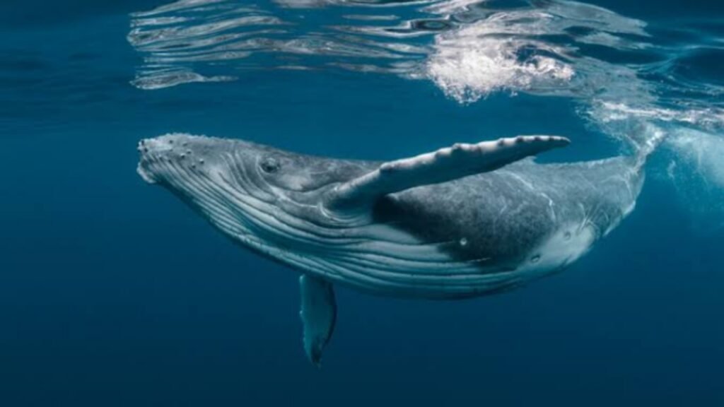 Paus Bungkuk Diketahui Melahirkan Saat Bermigrasi Ilustrasi paus bungkuk yang bisa melahirkan selagi bermigrasi (.inet)