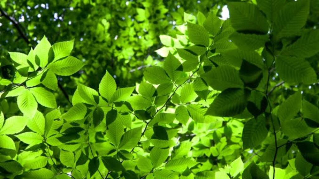 Daun Menghijau, Pohon Bisa Deteksi Letusan Gunung Berapi Ilustrasi daun pohon yang menghijau tanda sinyal dini letusan gunung (.inet)