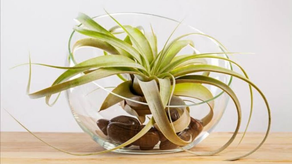 Ilustrasi Air plant, taman yang hidup tanpa tanah (.inet)