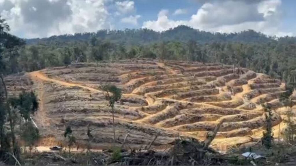 Ilustrasi hutan lindung yang ada di kampar Riau (.inet)