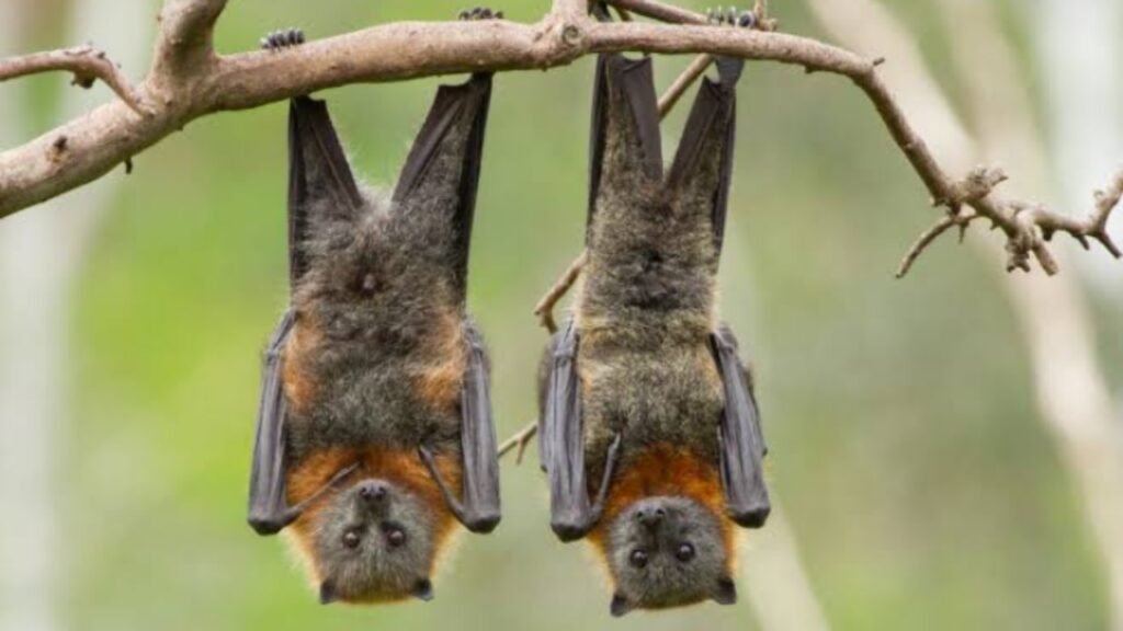 Rahasia Kelelawar Terhindar dari Kanker Terungkap Ilmuwan Ilustrasi kelelawar yang miliki gen unik bantu mereka tidak akan terkena kanker (.inet)