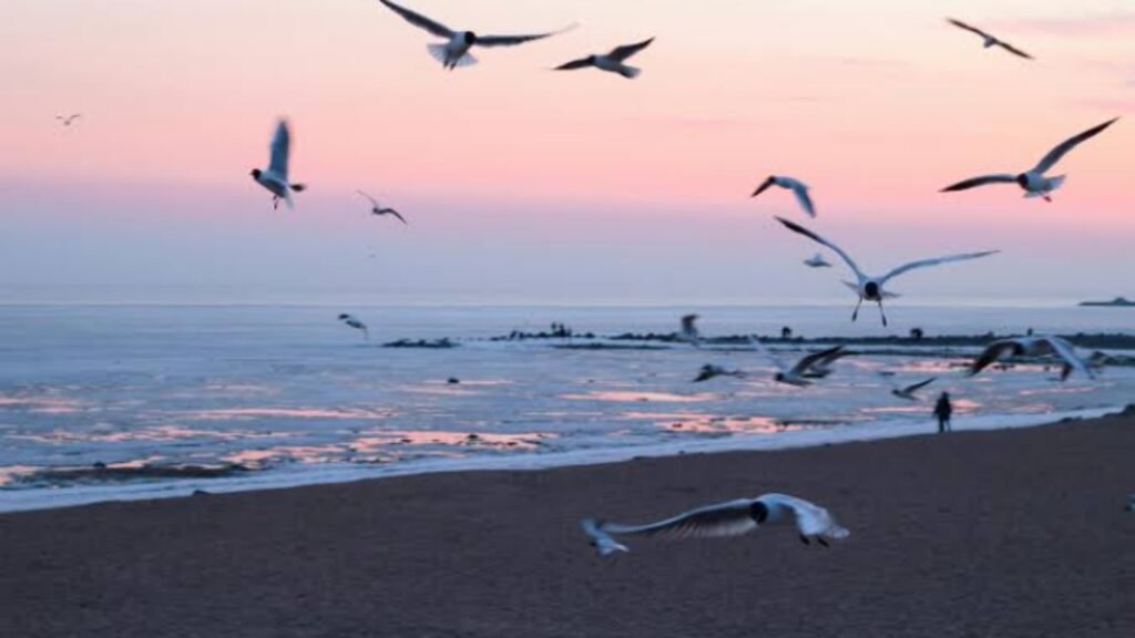 Belajar Biodiversitas Burung Laut di Pantai Ampenan Ilustrasi pantai ampenan yang jadi sekolah alam dengan aneka keberagaman hayatinya (.inet)
