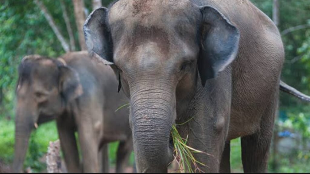 Ilustrasi gajah Sumatera yang terancam punah di riau (.inet)