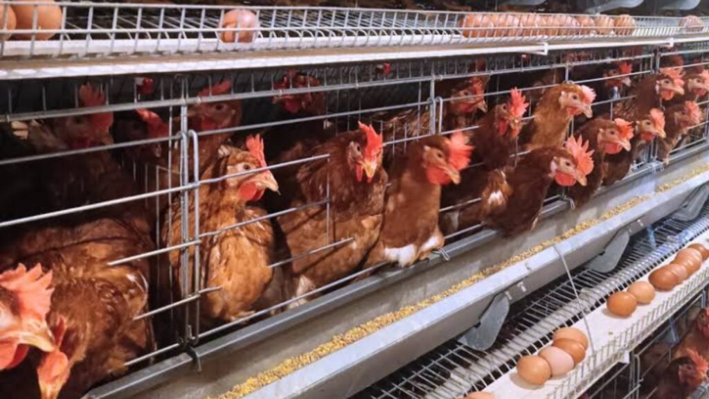 Ilustrasi produksi telur di Indonesia capai peringkat tiga di dunia (.inet)
