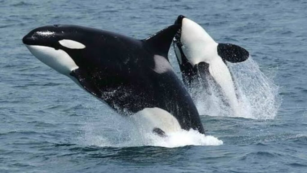 Ilustrasi kawanan paus orca yang memberi mangsa pada manusia (.inet)